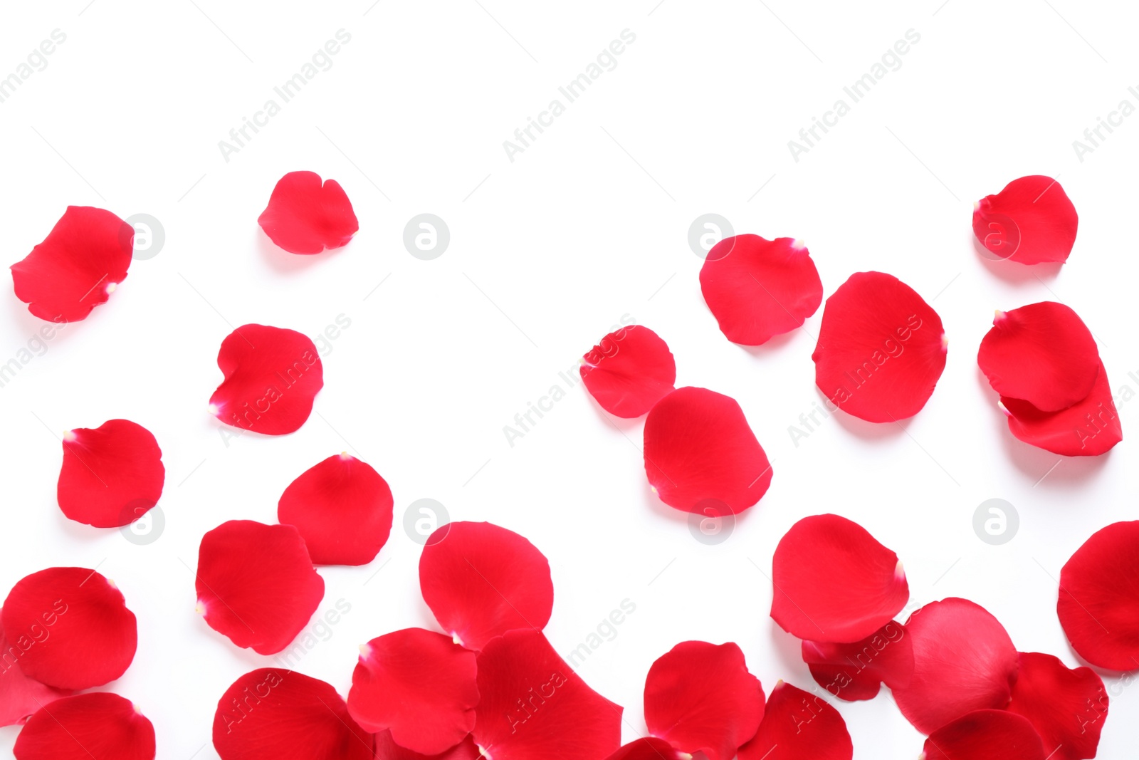 Photo of Fresh red rose petals on white background, top view