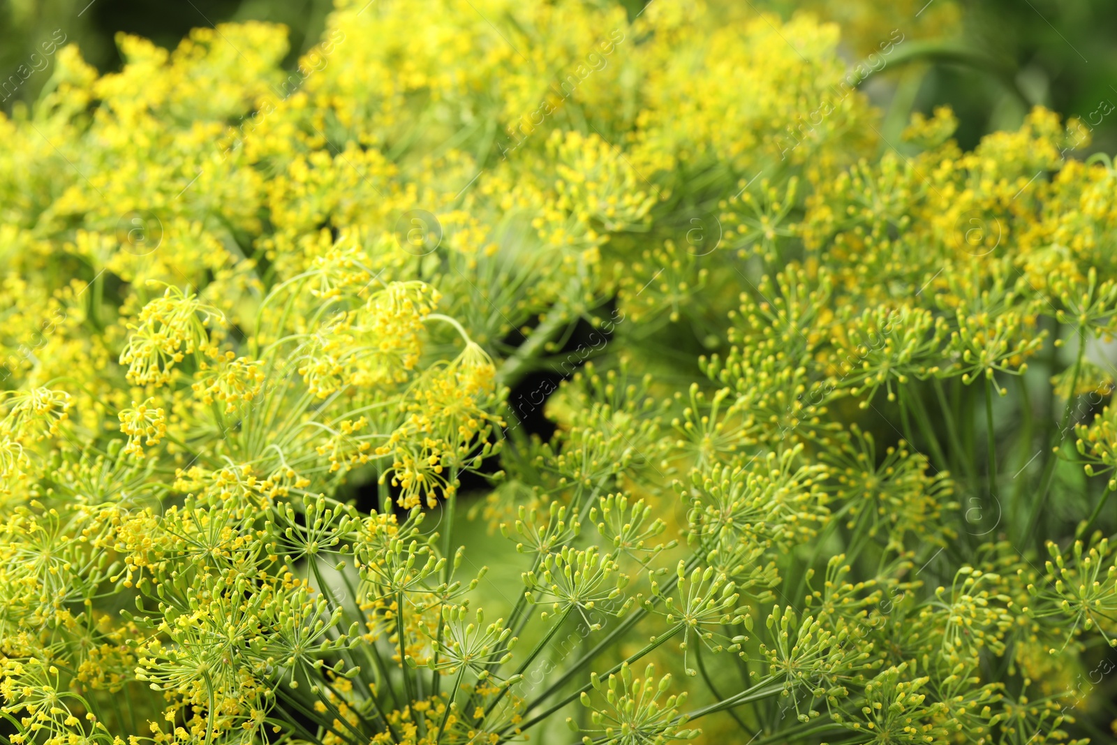 Photo of Fresh green dill flowers on blurred background, closeup