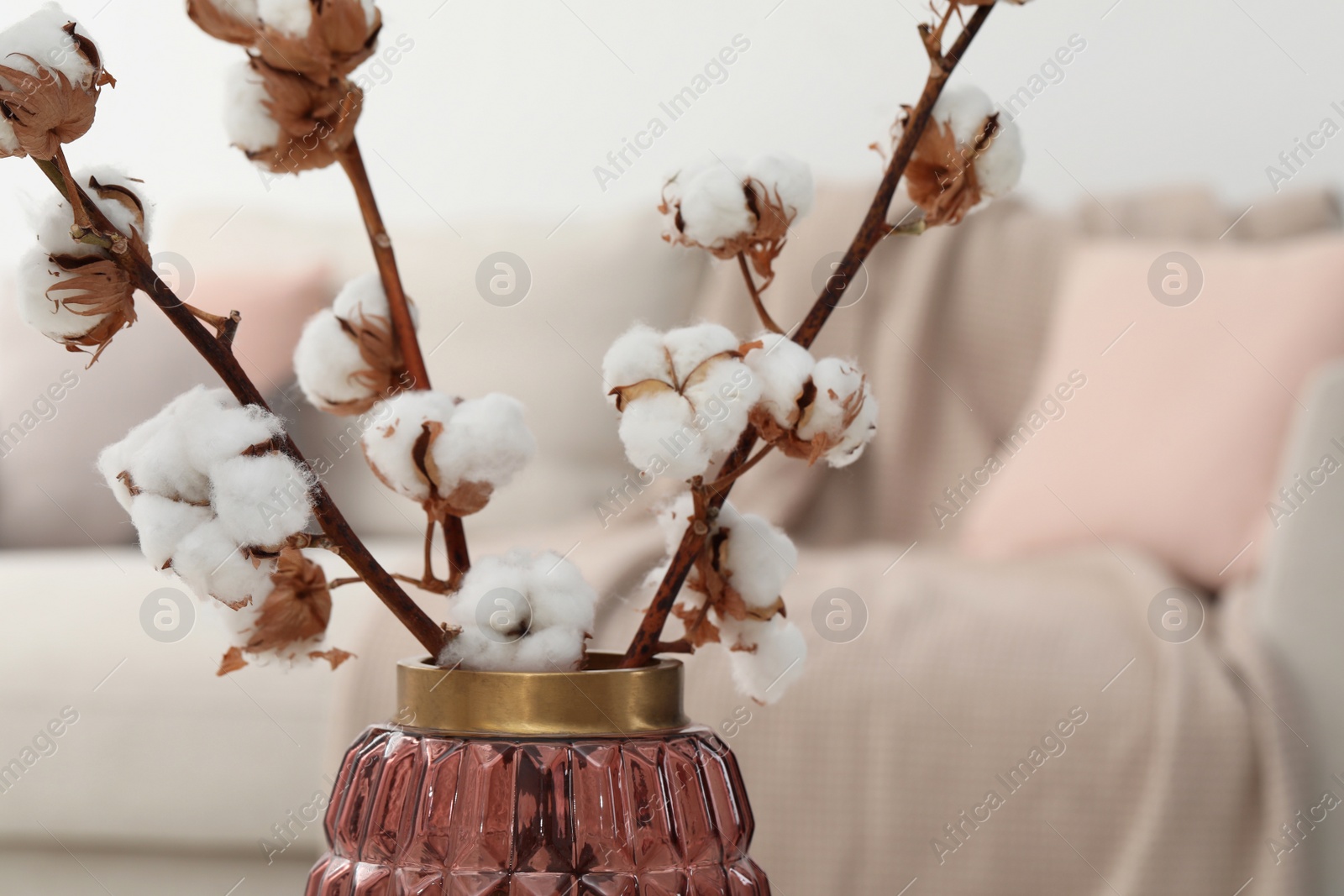 Photo of Cotton branches with fluffy flowers indoors, closeup. Space for text