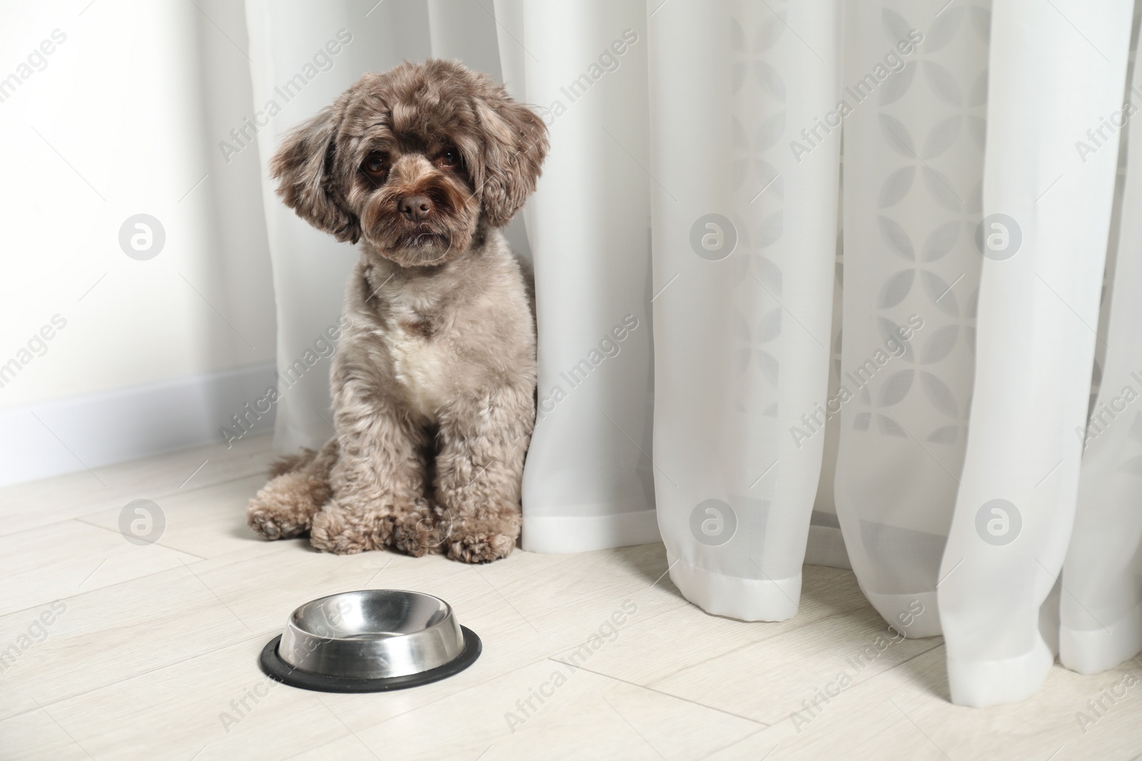 Photo of Cute Maltipoo dog near feeding bowl indoors, space for text. Lovely pet