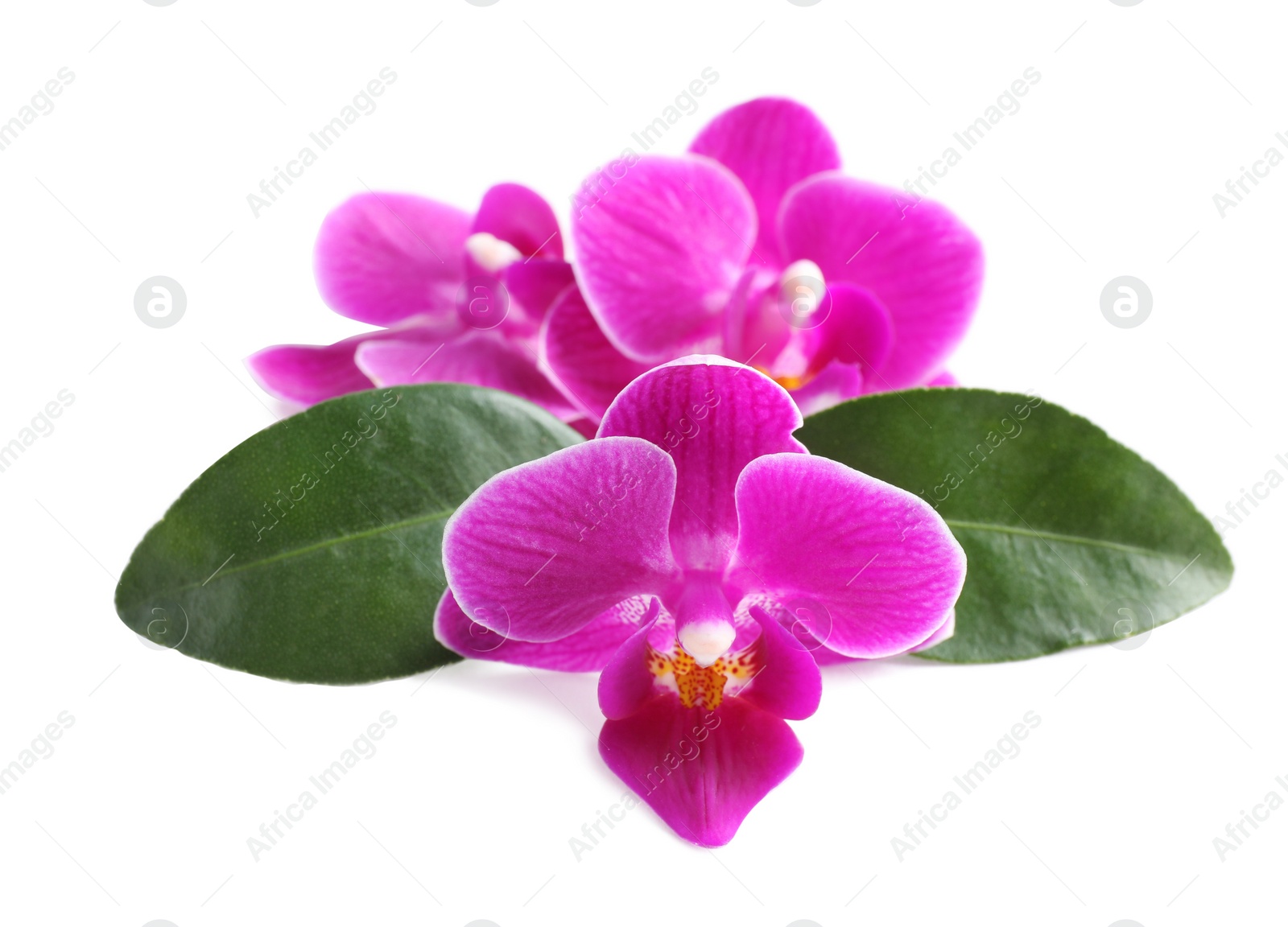 Photo of Beautiful pink orchid flowers with green leaves on white background