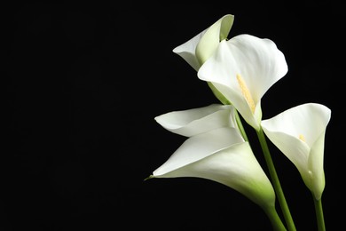 Beautiful calla lily flowers on black background. Space for text