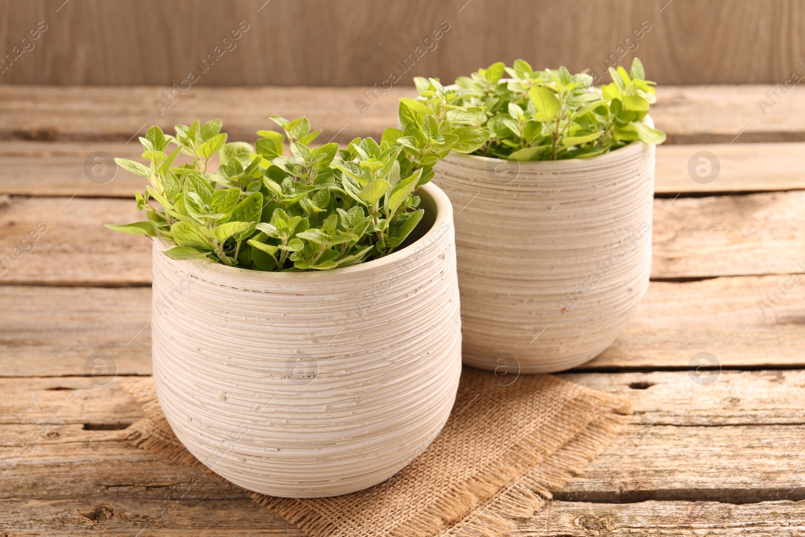 Photo of Aromatic oregano growing in pots on wooden table