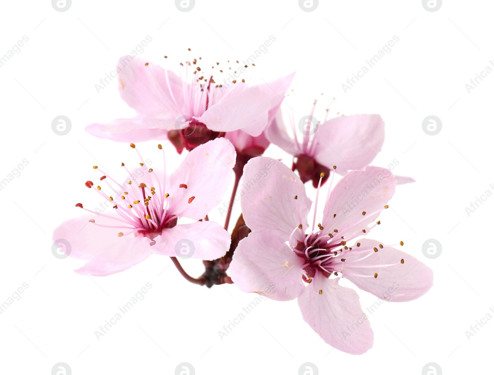 Photo of Beautiful spring tree blossoms isolated on white