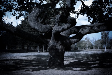 Photo of Beautiful oak with large twisted branches outdoors. Fantasy forest