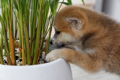 Photo of Cute akita inu puppy playing with houseplant in pot indoors, closeup