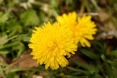 Beautiful yellow dandelion flowers growing outdoors, closeup