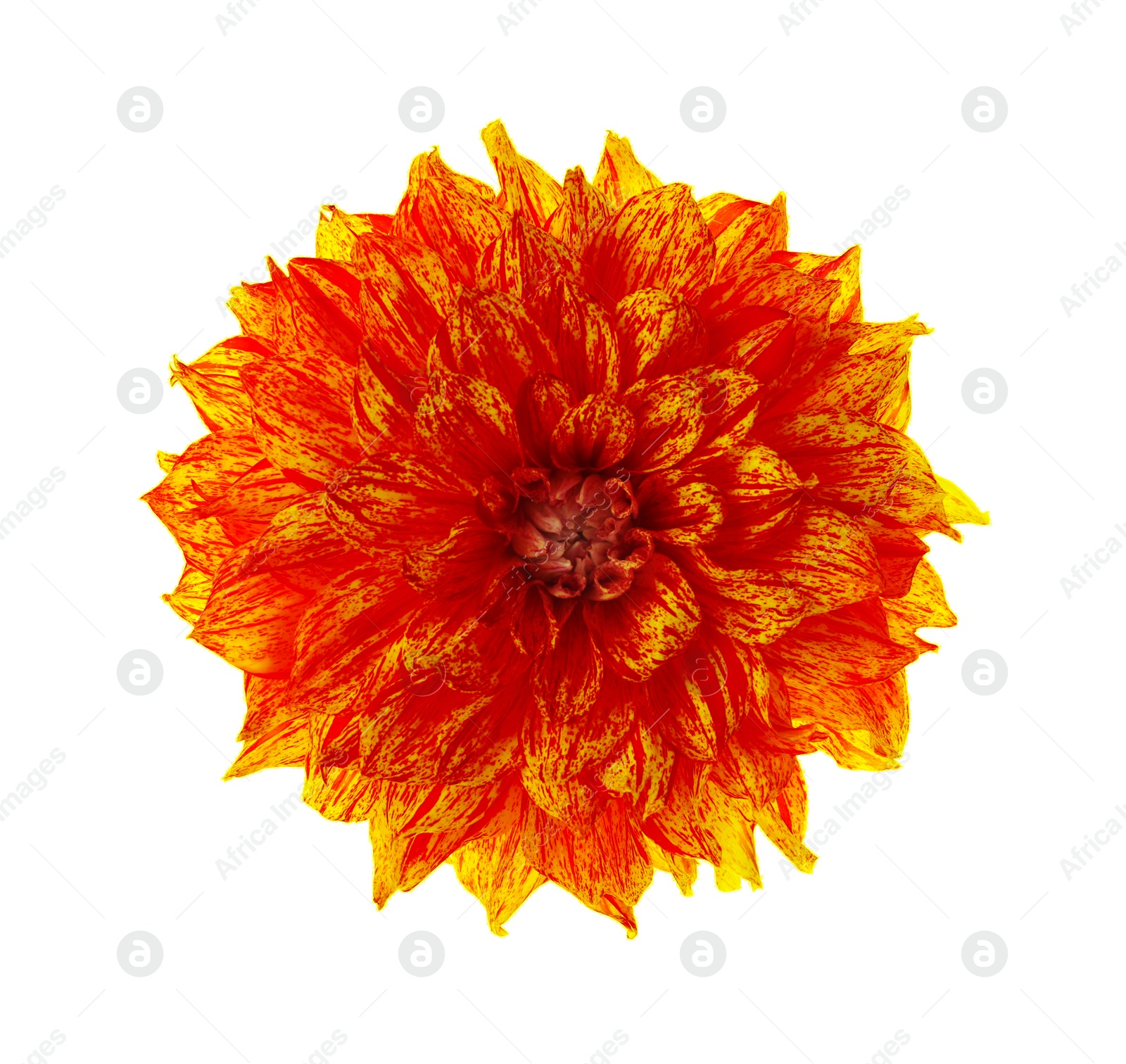 Image of Beautiful orange dahlia flower isolated on white