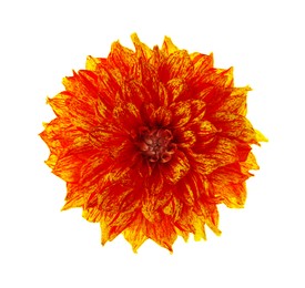 Beautiful orange dahlia flower isolated on white