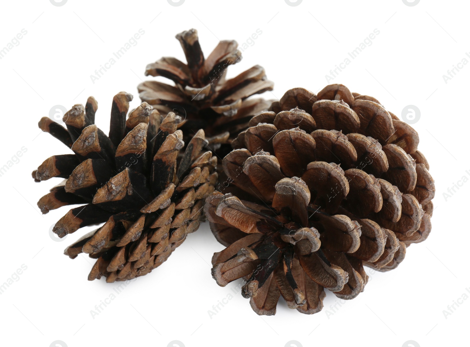 Photo of Beautiful dry pine cones on white background