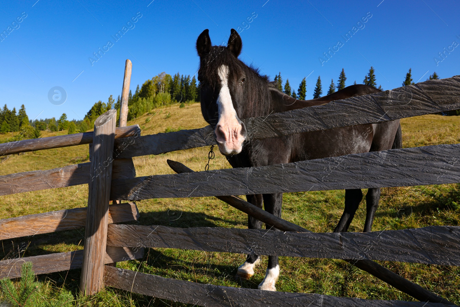 Photo of Cute horse near fence outdoors. Lovely domesticated pet