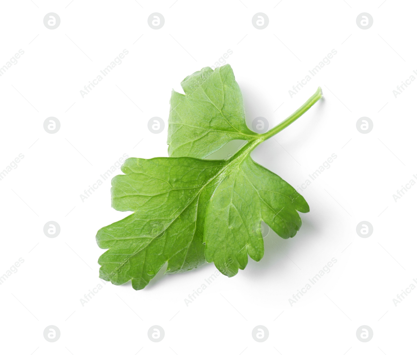 Photo of Fresh green organic parsley on white background