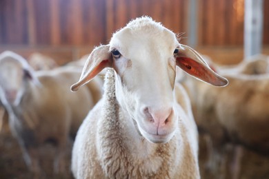 Photo of Sheep in barn on farm. Cute animals