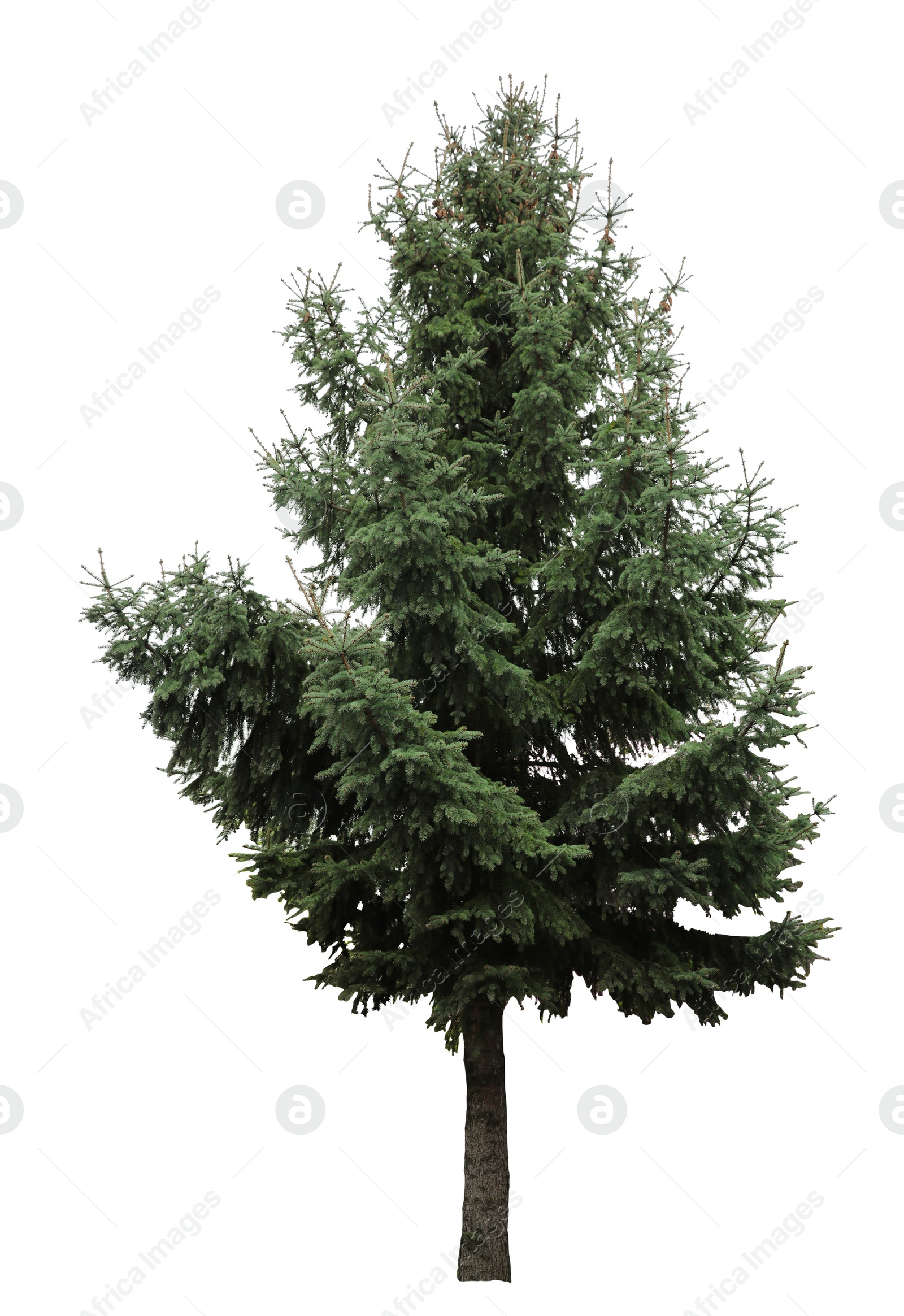 Image of Beautiful evergreen fir tree on white background