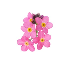 Photo of Delicate pink Forget-me-not flowers on white background