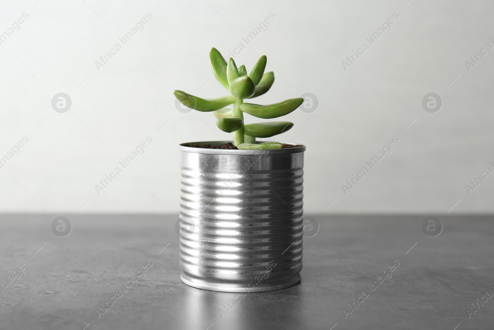 Photo of Echeveria plant in tin can on grey stone table, closeup