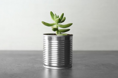 Echeveria plant in tin can on grey stone table, closeup