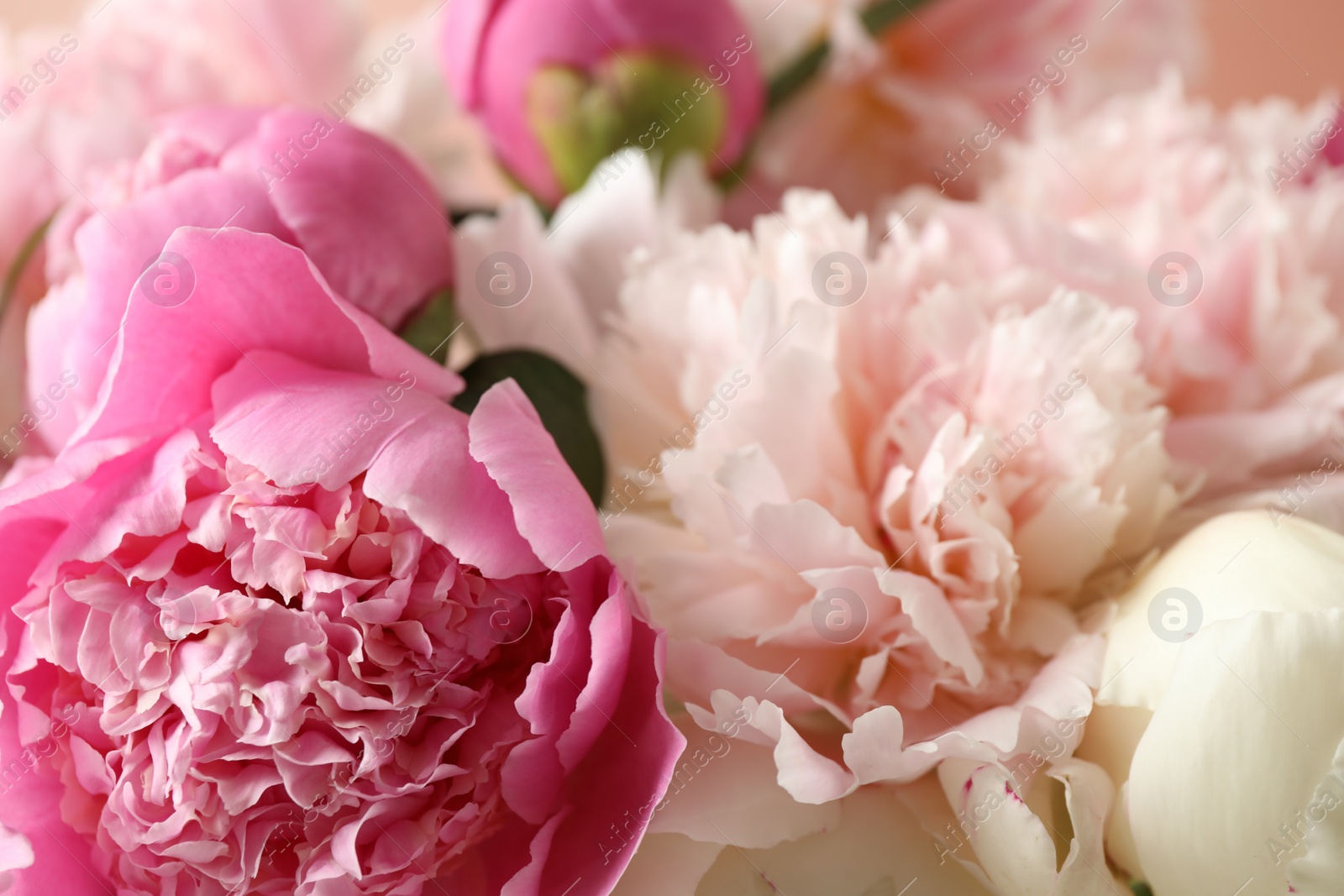 Photo of Beautiful peony bouquet as background, closeup view