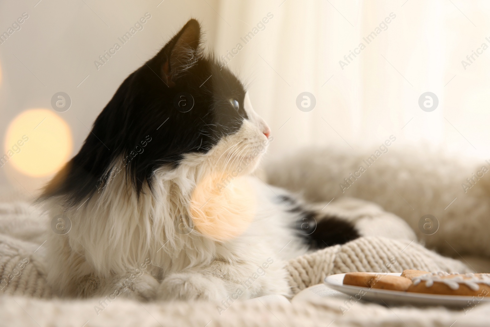 Photo of Adorable cat lying on blanket near plate with cookies, closeup