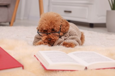 Photo of Cute Maltipoo dog in knitted sweater and glasses near books at home. Lovely pet