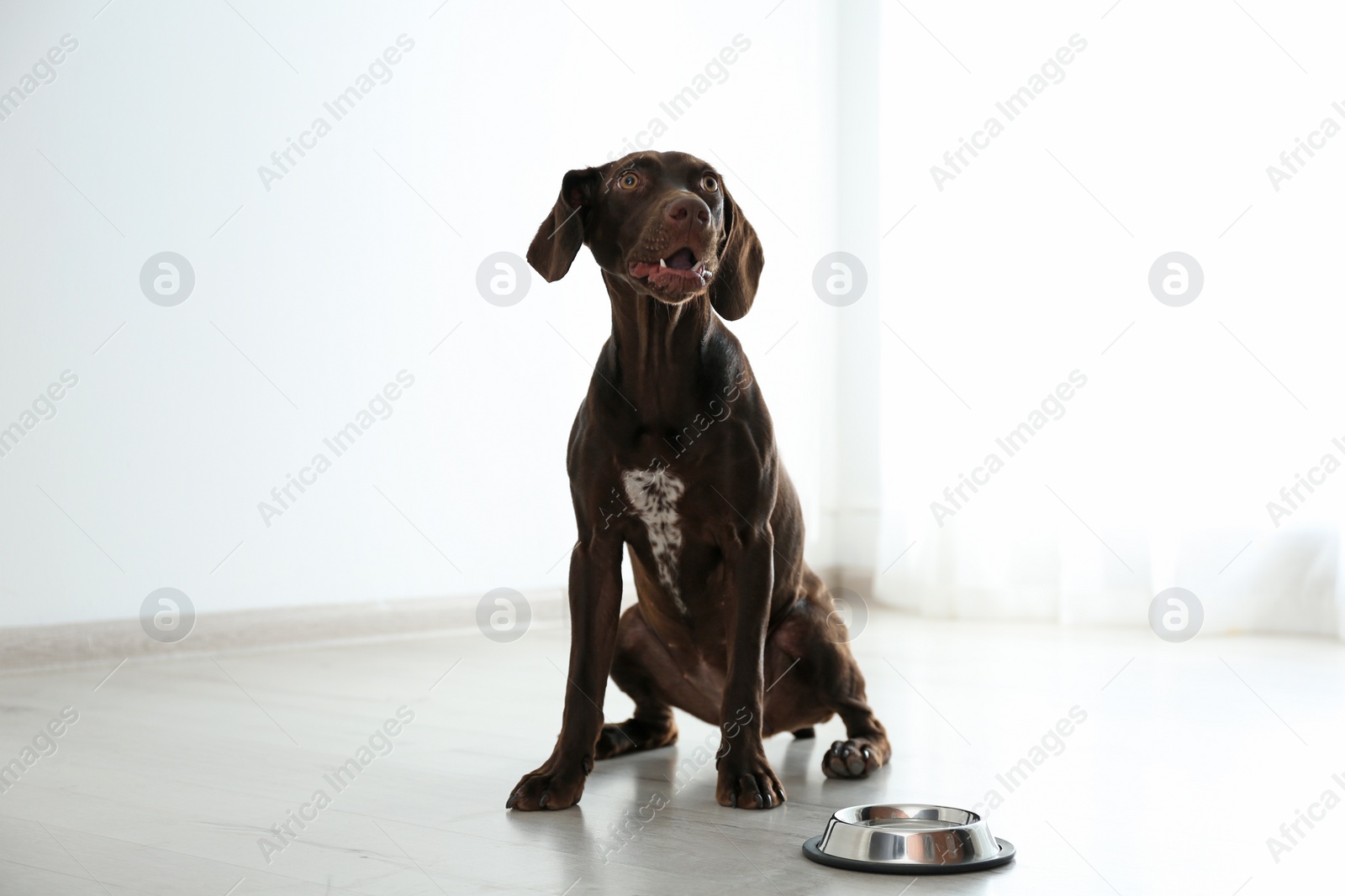 Photo of German Shorthaired Pointer dog with bowl indoors