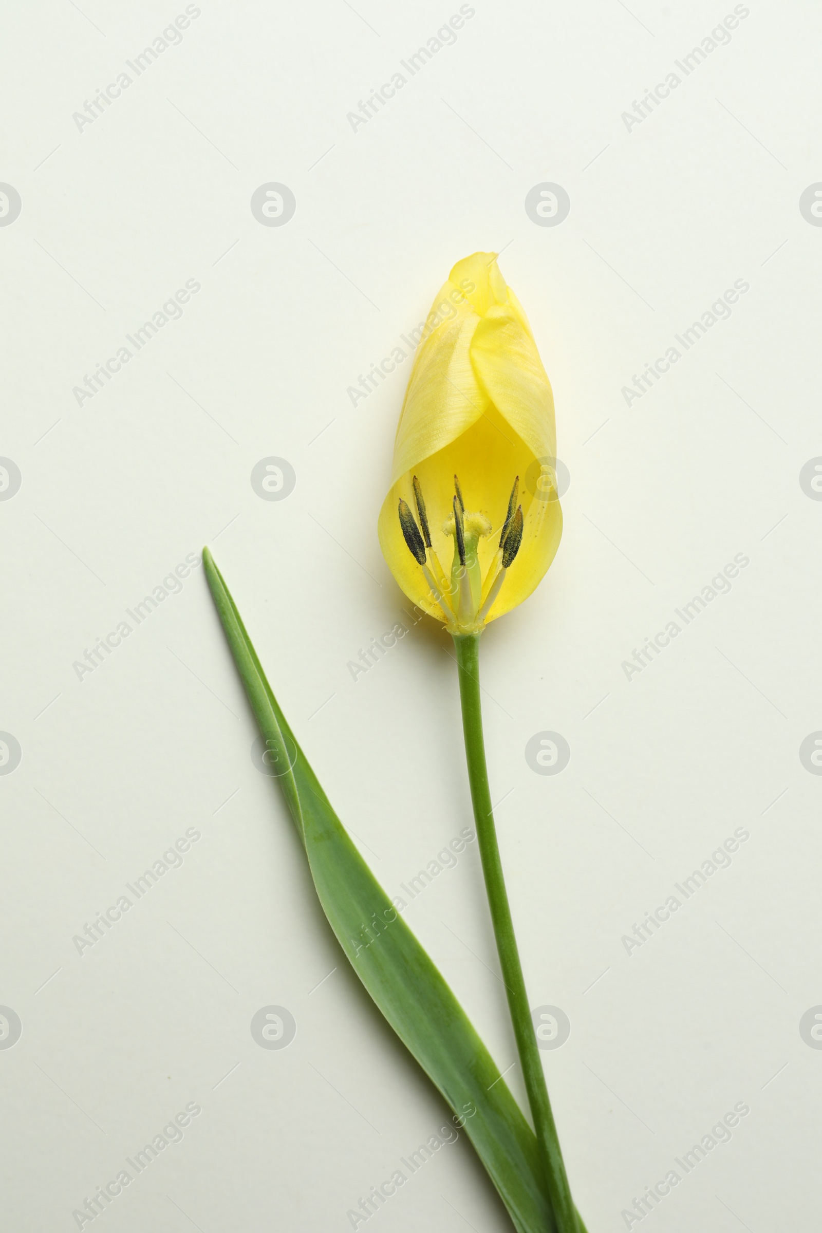 Photo of Yellow tulip on beige background, top view. Menopause concept