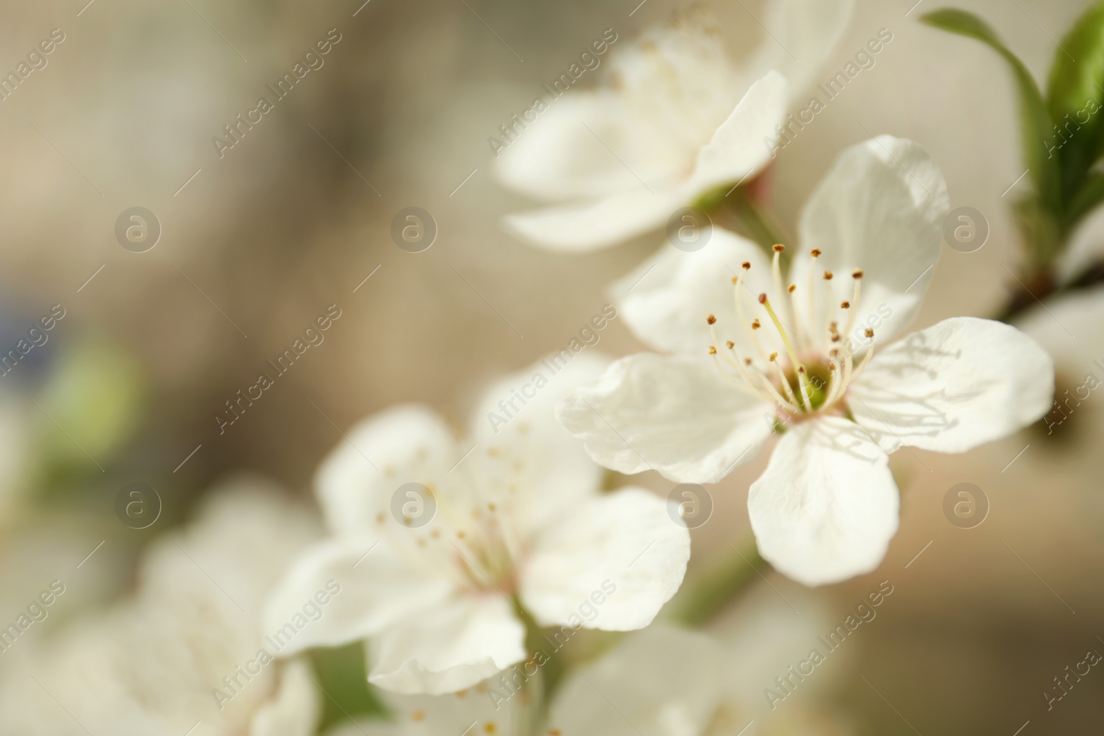 Photo of Closeup view of blossoming tree outdoors on spring day