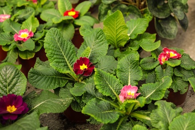 Many potted blooming flowers, closeup. Home gardening