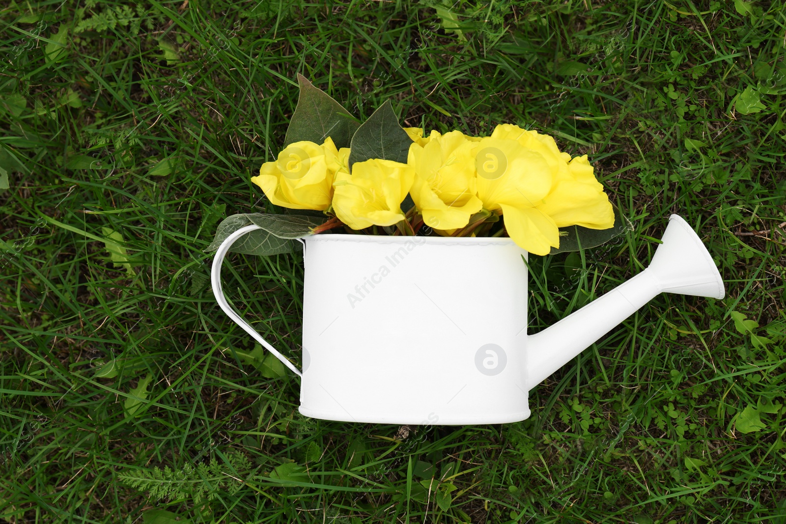 Photo of White watering can with beautiful yellow oenothera flowers on green grass, top view