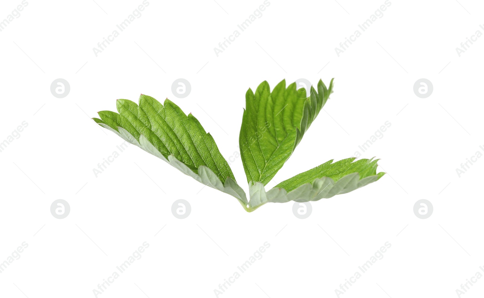 Photo of Green wild strawberry leaf isolated on white