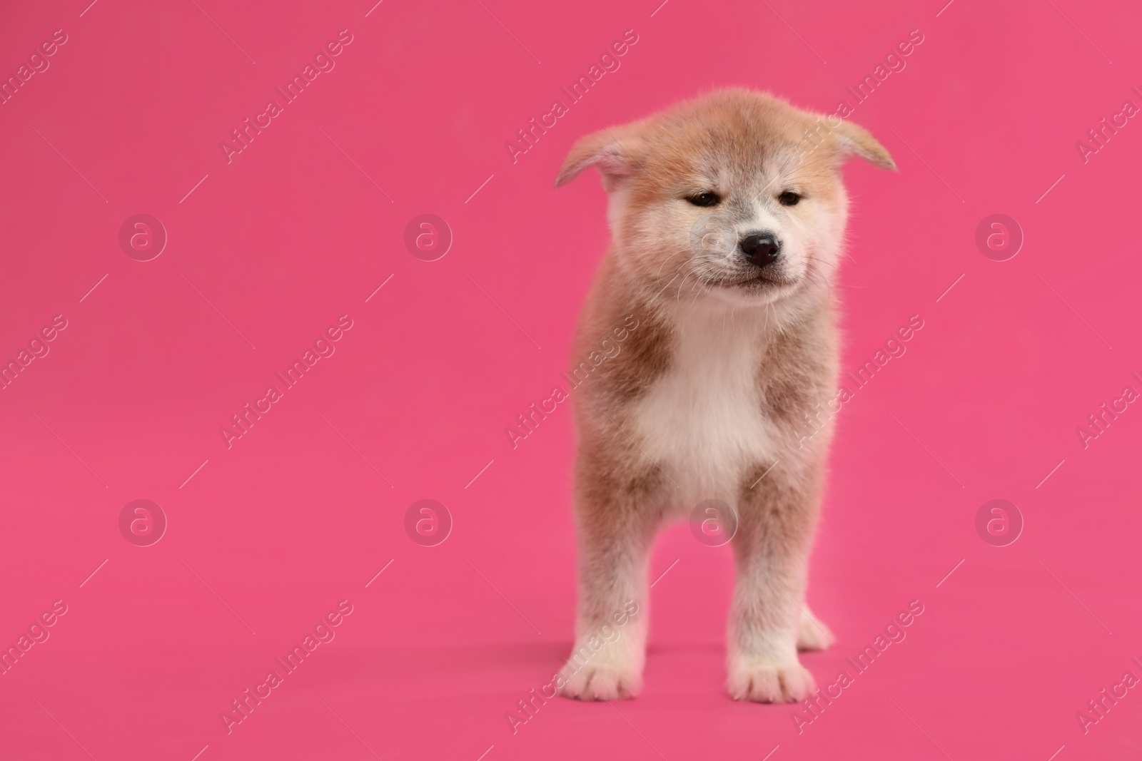 Photo of Cute Akita inu puppy on pink background, space for text. Friendly dog