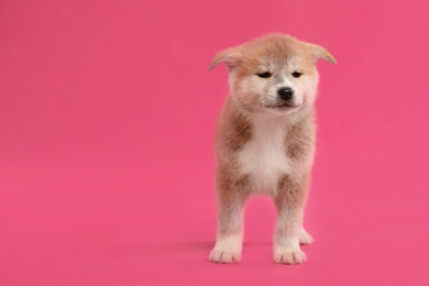 Photo of Cute Akita inu puppy on pink background, space for text. Friendly dog
