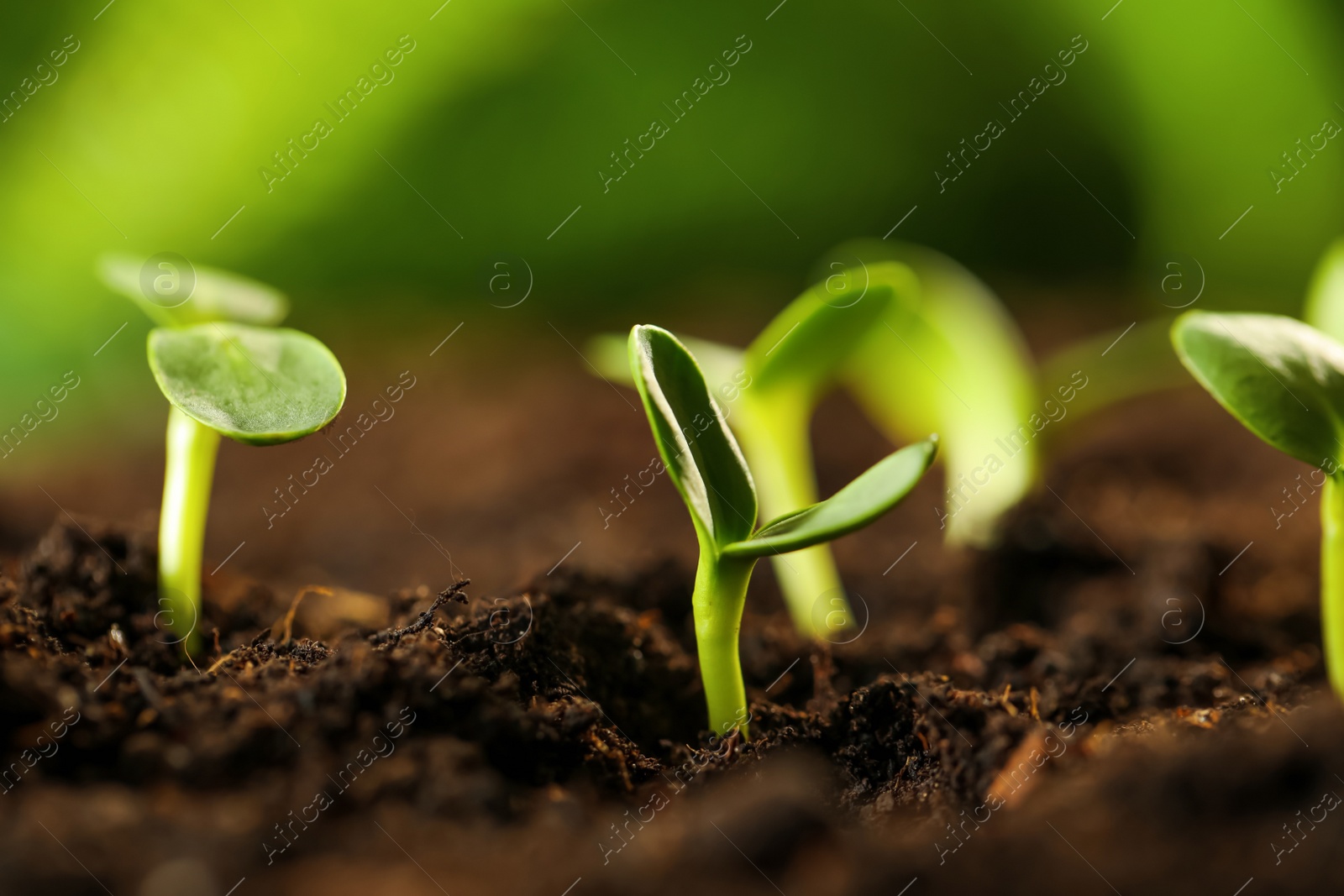 Photo of Little green seedlings growing in soil, closeup