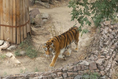 Beautiful Bengal tiger in zoo. Wild animal