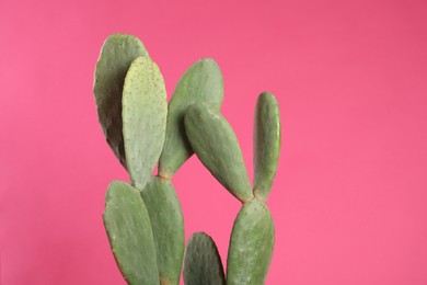 Photo of Beautiful cactus on pink background. Tropical plant