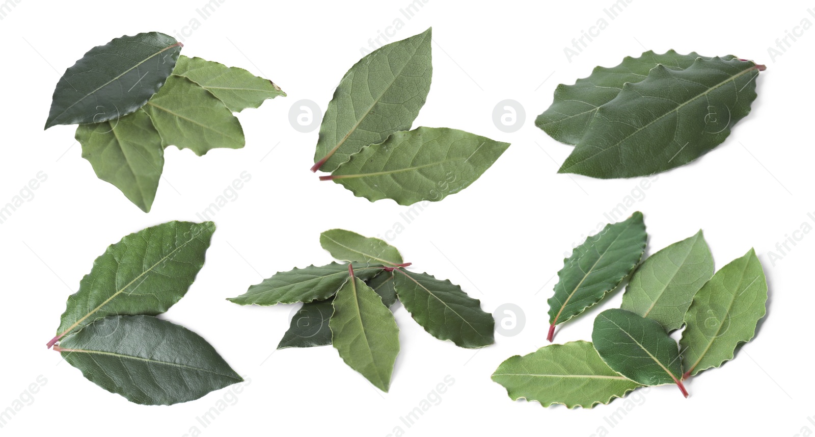 Image of Collage with fresh bay leaves on white background