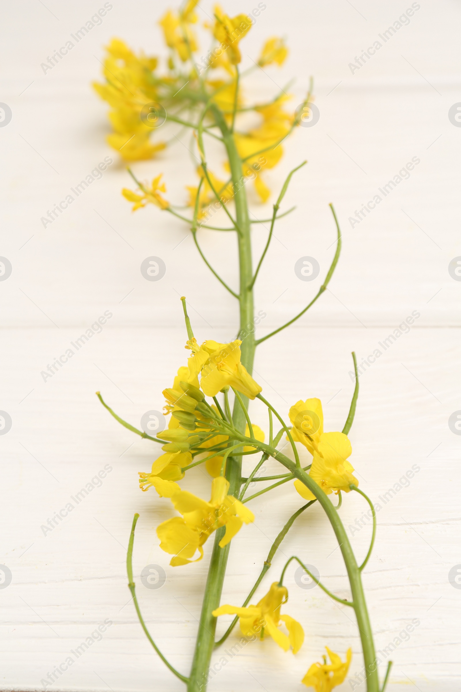 Photo of Beautiful rapeseed flowers on white wooden table