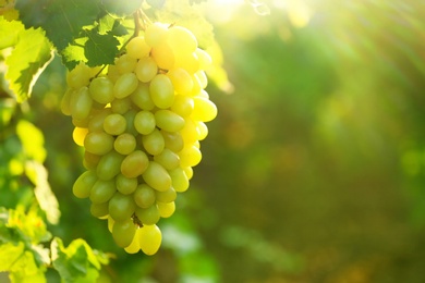 Photo of Bunch of fresh ripe juicy grapes against blurred background