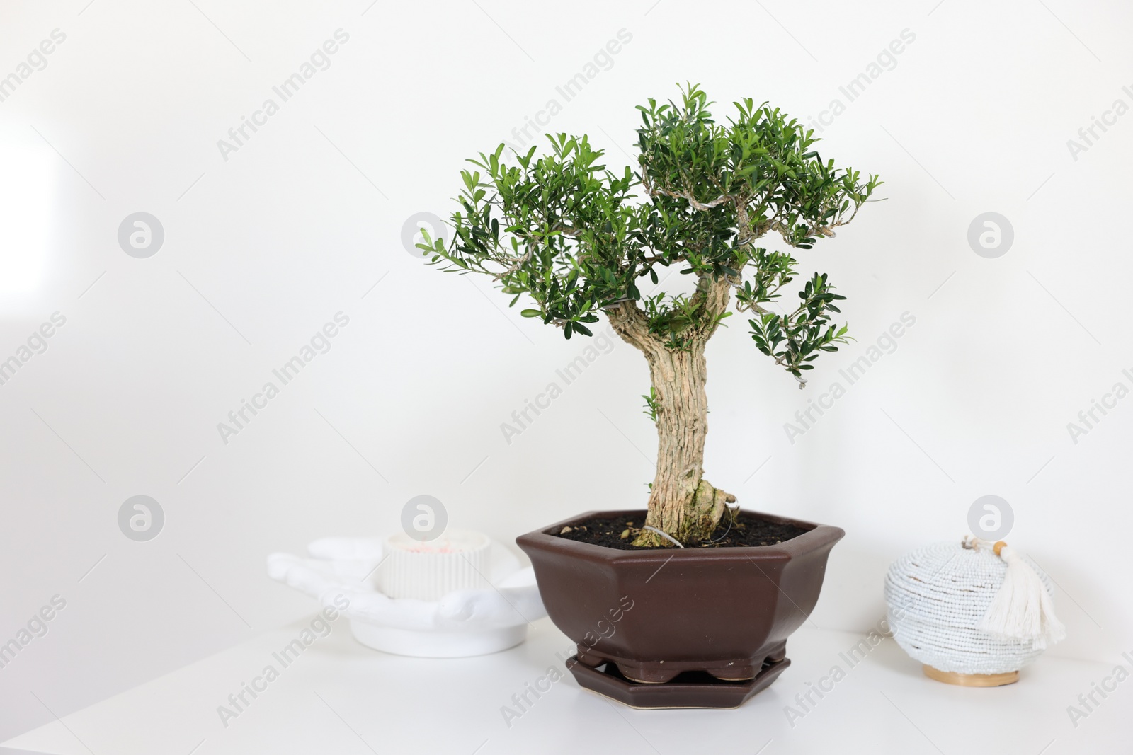 Photo of Beautiful bonsai tree in pot and decor elements on table against light wall, space for text