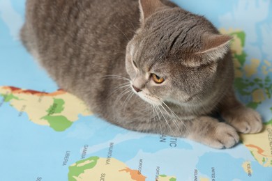 Photo of Cute cat on world map, closeup. Travel with pet concept