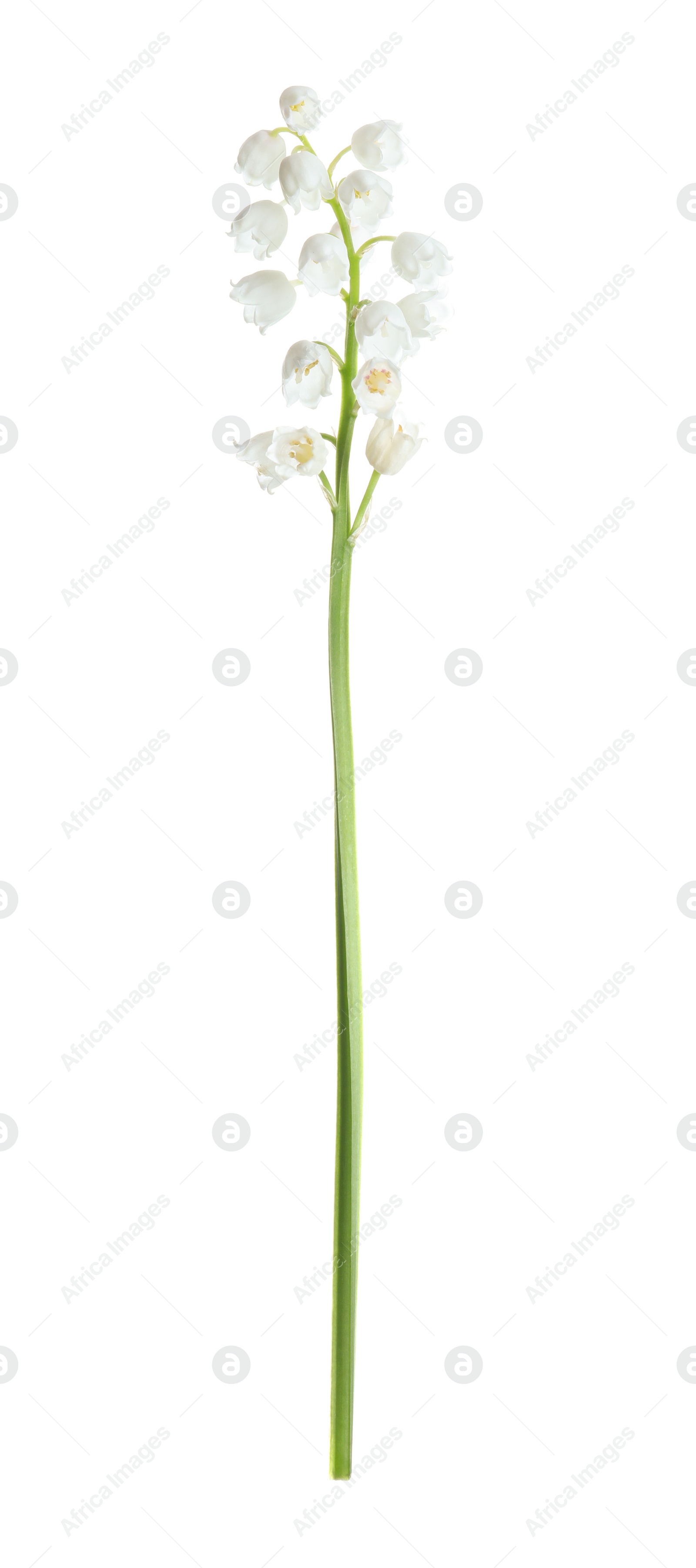 Photo of Beautiful lily of the valley isolated on white