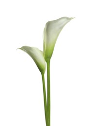 Beautiful calla lily flowers on white background