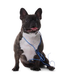 Photo of Naughty French Bulldog with electrical wire on white background