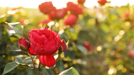 Photo of Beautiful roses in blooming garden on sunny day