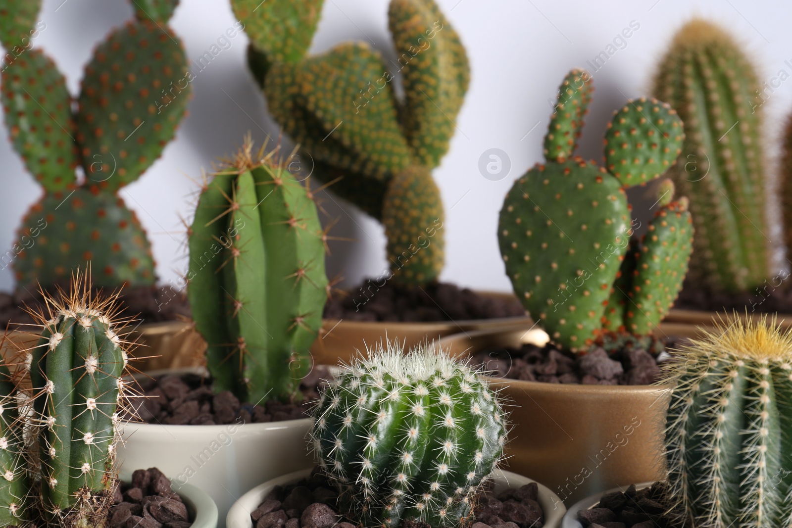 Photo of Many different beautiful cacti against white wall