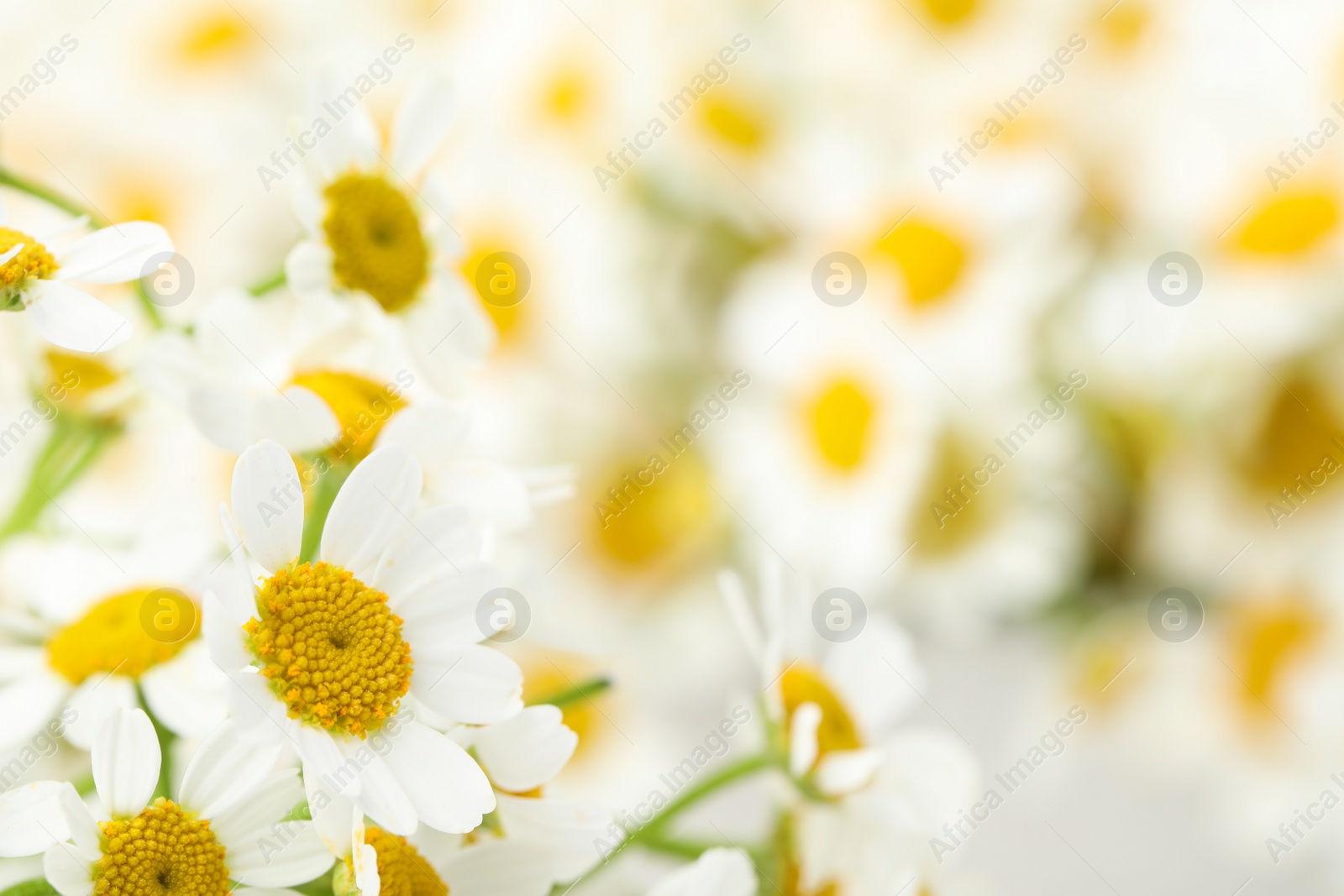 Photo of Beautiful chamomiles on blurred background, closeup. Space for text