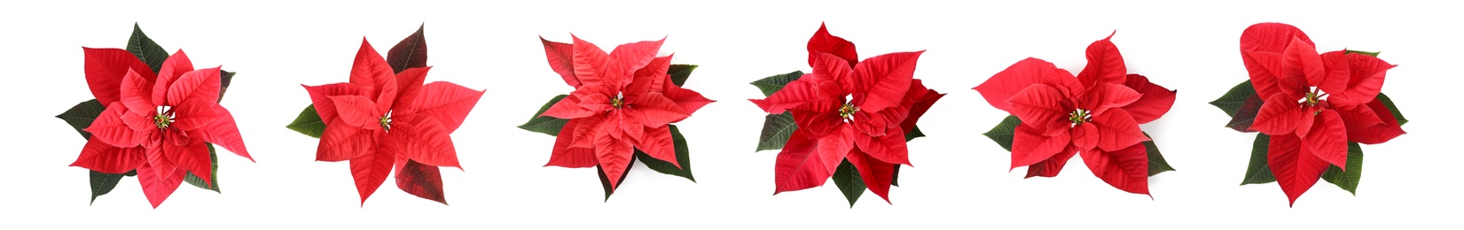 Image of Set of poinsettias on white background, top view. Christmas traditional flower, banner design