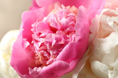 Beautiful peony bouquet on grey background, closeup