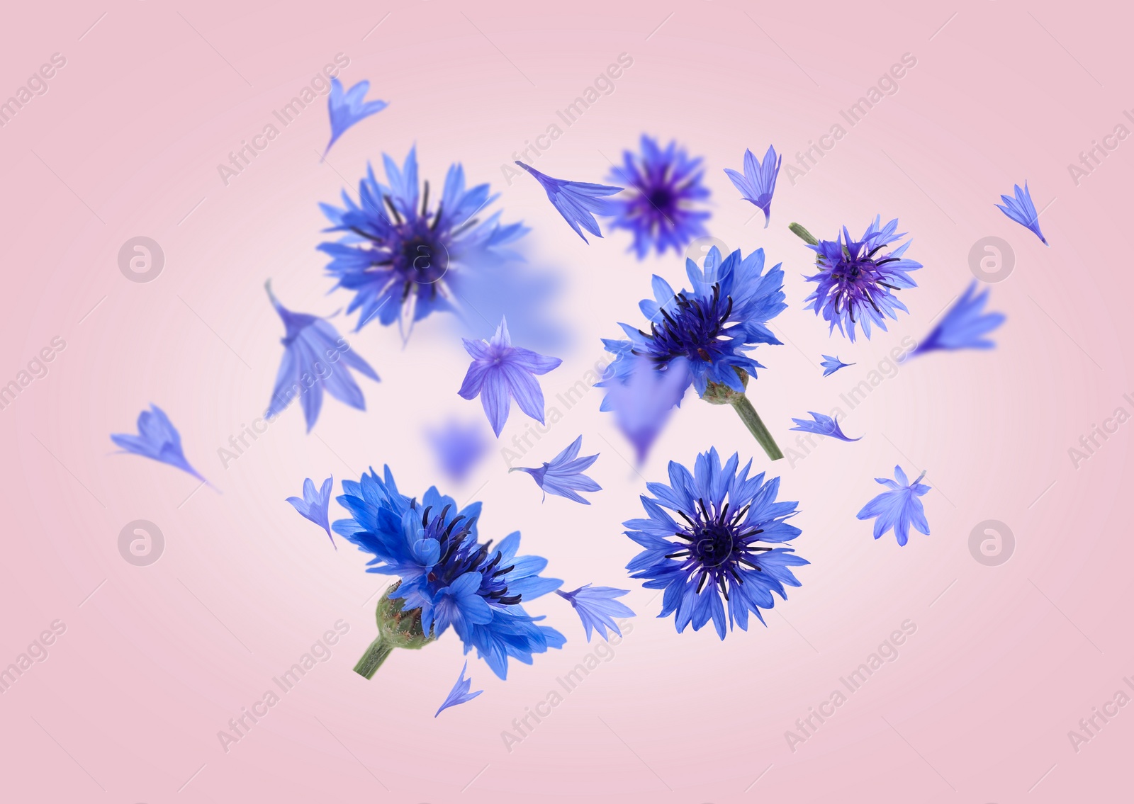 Image of Bright blue cornflowers in air on pink background