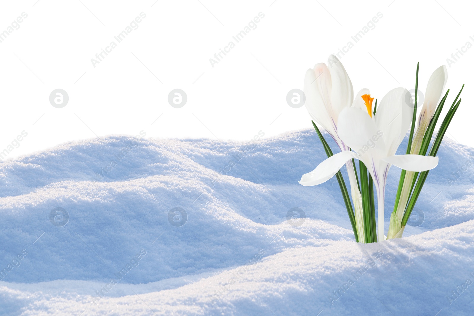 Image of Beautiful spring crocus flowers growing through snow, space for text